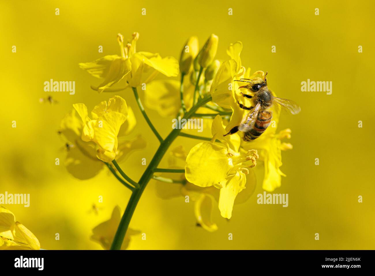rape, turnip (Brassica napus), flower is pollinated by bees, Germany