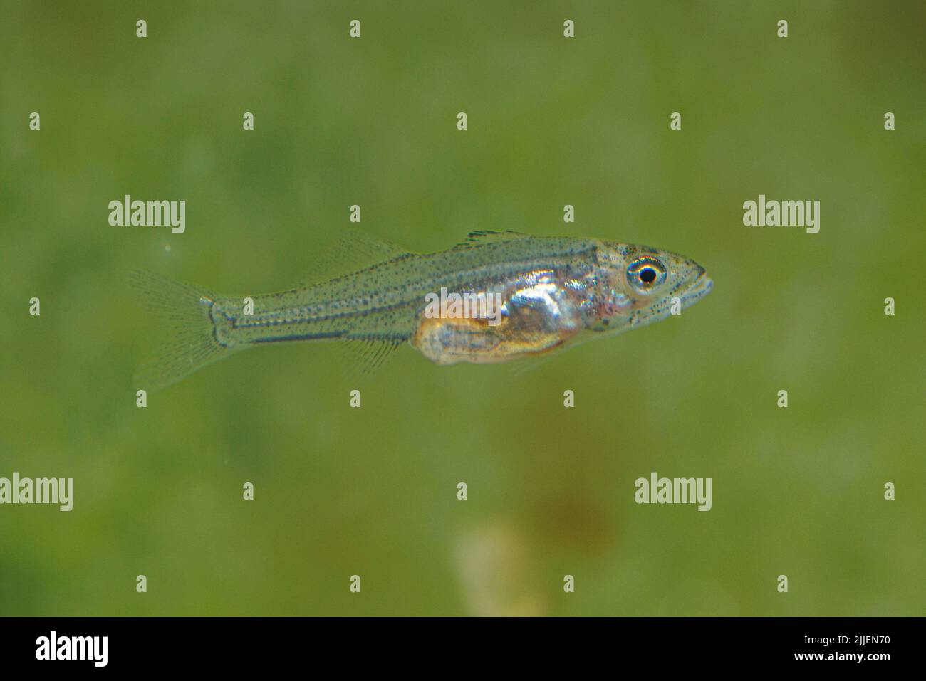 sauger (Stizostedion canadense), 40 days after eggdeposition at a water temperature of 21 degree Celsius Stock Photo