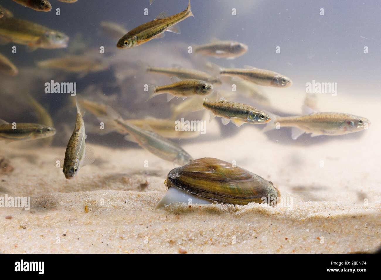 Common river mussel, Common Central European river mussel (Unio crassus), creeping on sandy bottom, with minnows which are hosts for the larvae, Stock Photo