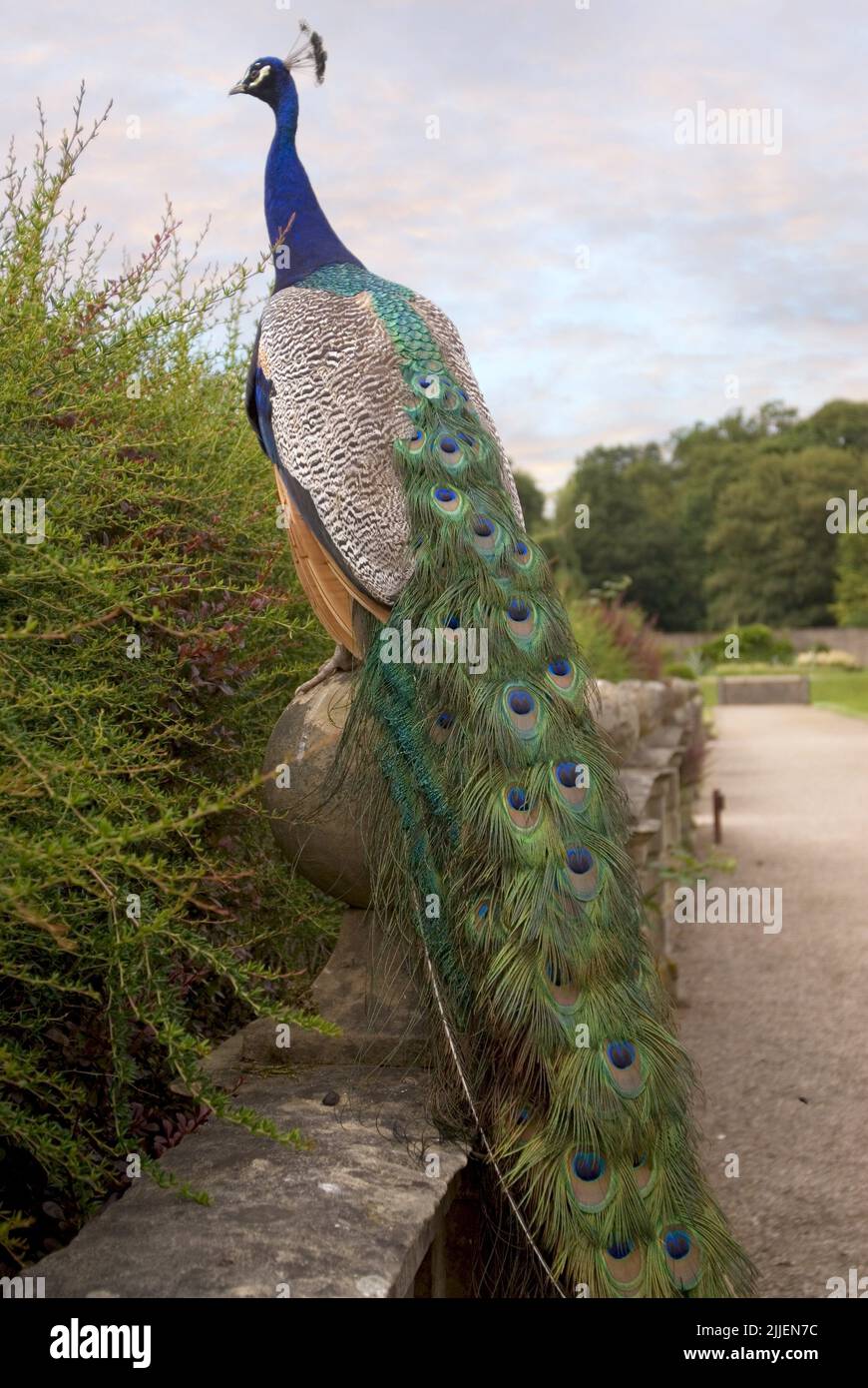 Common peafowl, Indian peafowl, blue peafowl (Pavo cristatus), male stands on a wall, United Kingdom, England Stock Photo