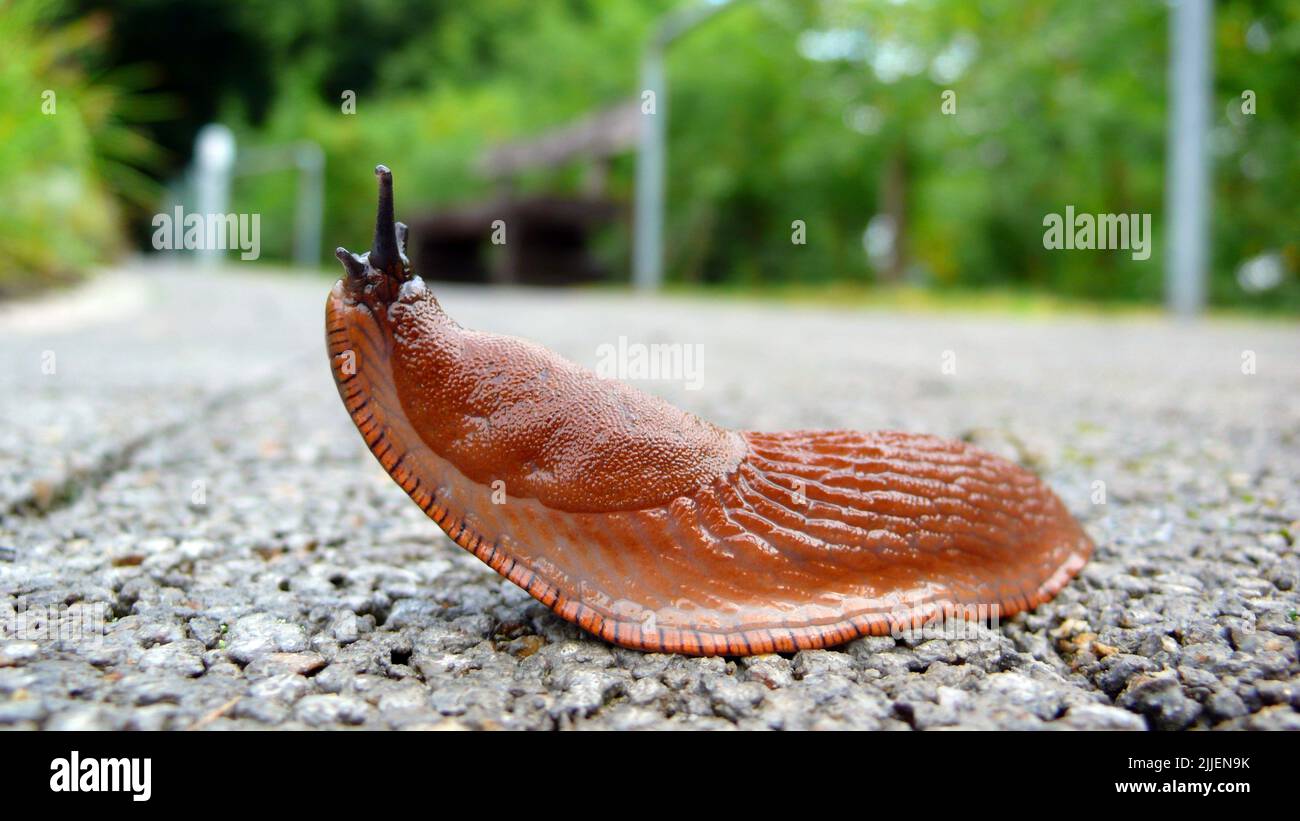 Spanish slug, Lusitanian slug (Arion lusitanicus, Arion vulgaris), creeping single animal, Germany Stock Photo