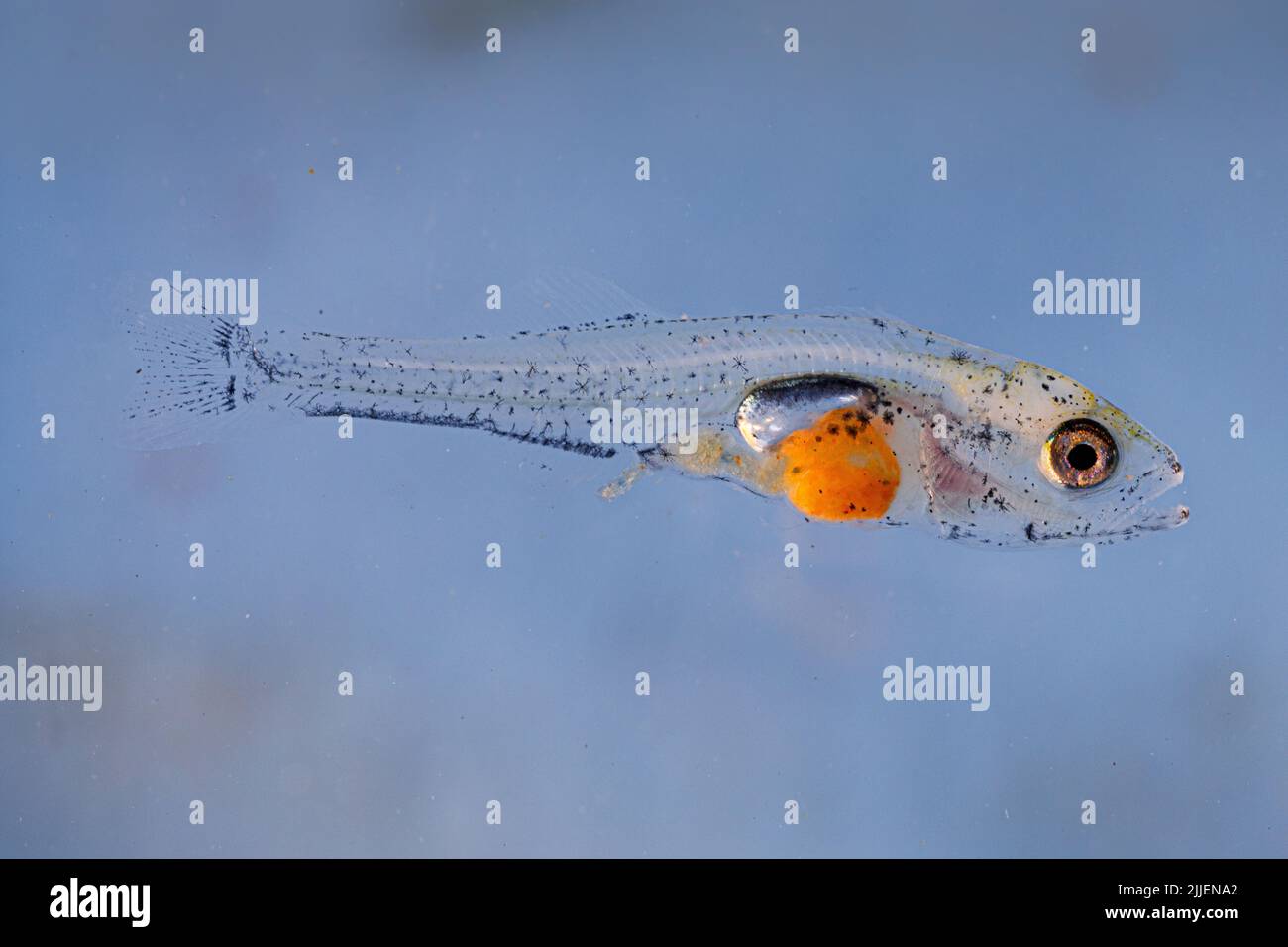 pike-perch, zander (Stizostedion lucioperca, Sander lucioperca), juvenile four weeks after egg deposition at water temperature of 21 degree Celsius , Stock Photo