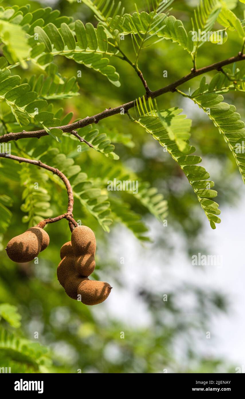Tamarind (Tamarindus indica), Closeup of Tamarind fruits on a tree