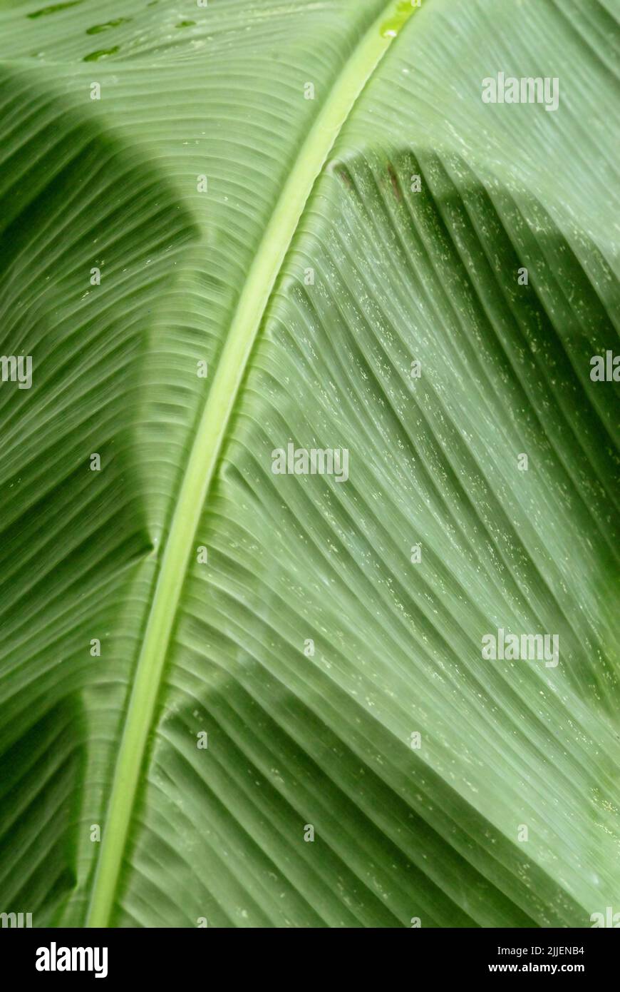 banana (Musa paradisiaca, Musa x paradisiaca), detail of a banana leaf Stock Photo