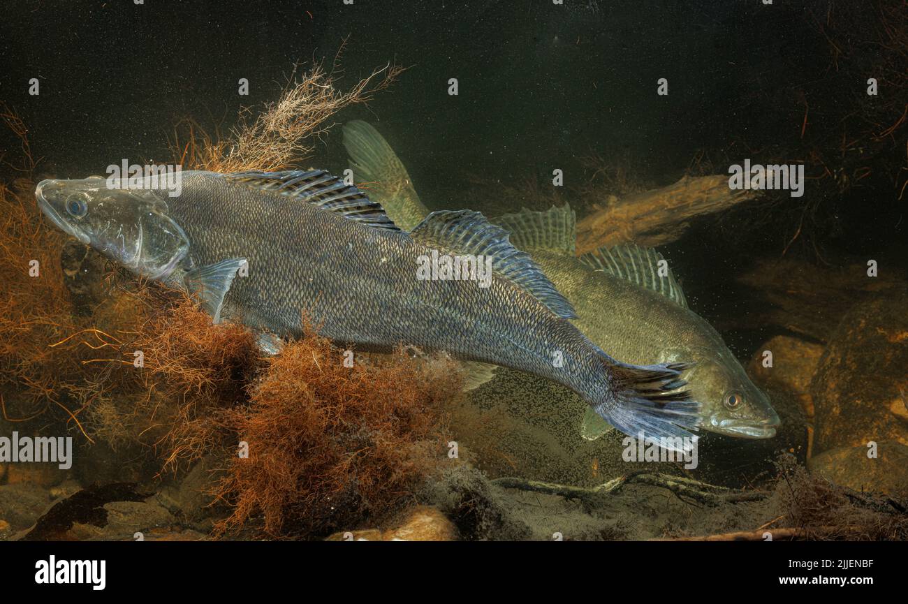 pike-perch, zander (Stizostedion lucioperca, Sander lucioperca), spawning female with male ober spawning substrate, Germany Stock Photo