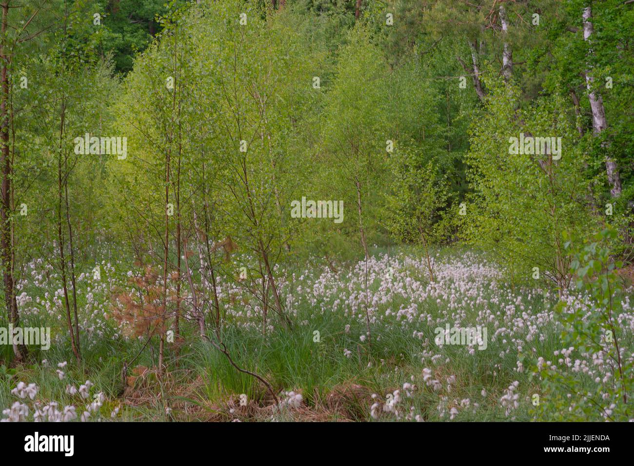 common cotton-grass, narrow-leaved cotton-grass (Eriophorum angustifolium), spring in the wetland Amtsvenn with fruiting cotton grass, Germany, Stock Photo