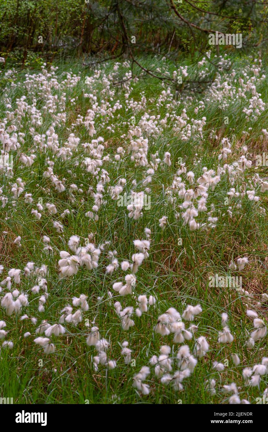 common cottongrass, narrowleaved cottongrass (Eriophorum