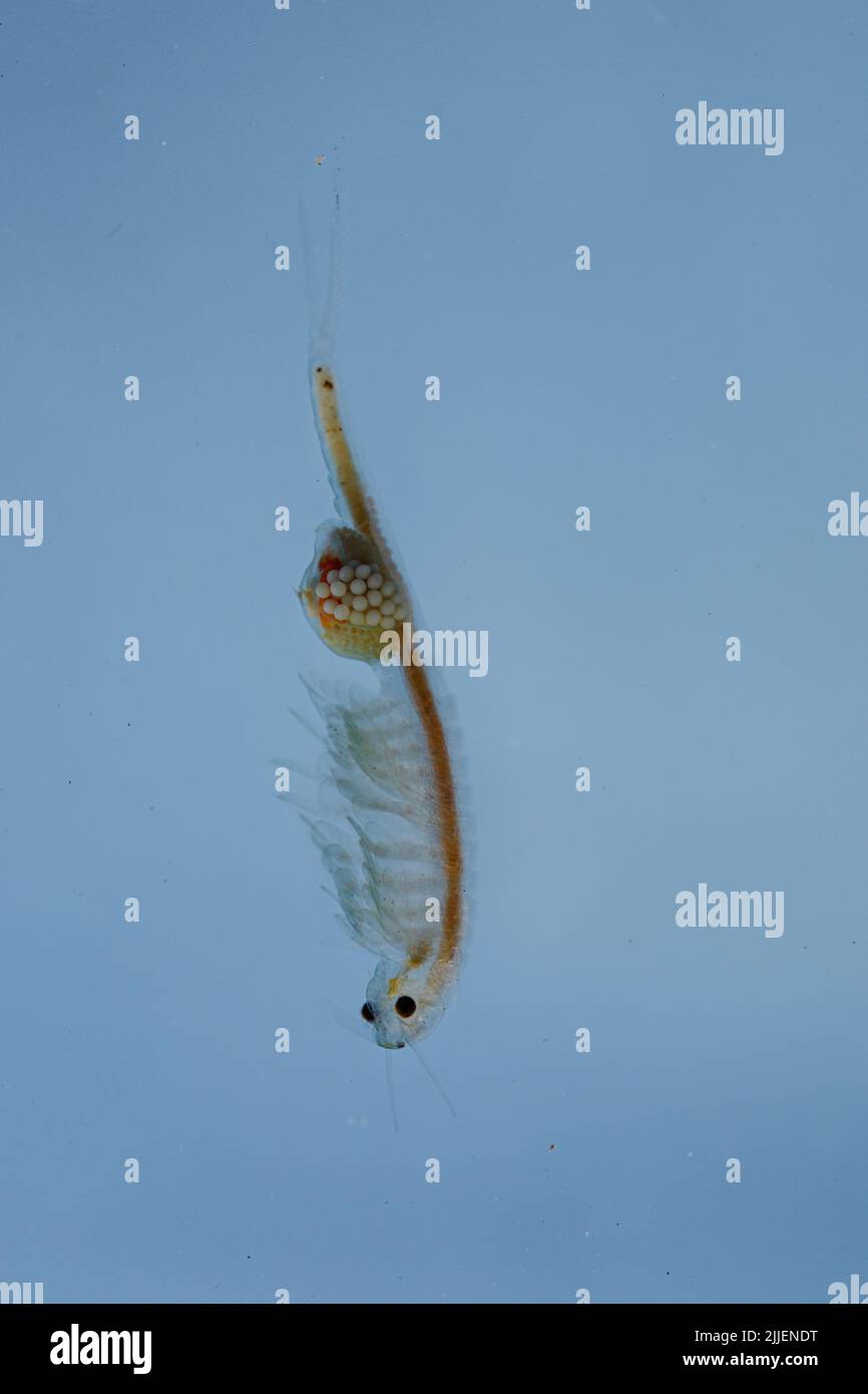 fairy shrimp (Tanymastix stagnalis), female with eggs in its brood chamber, Germany, Bavaria Stock Photo