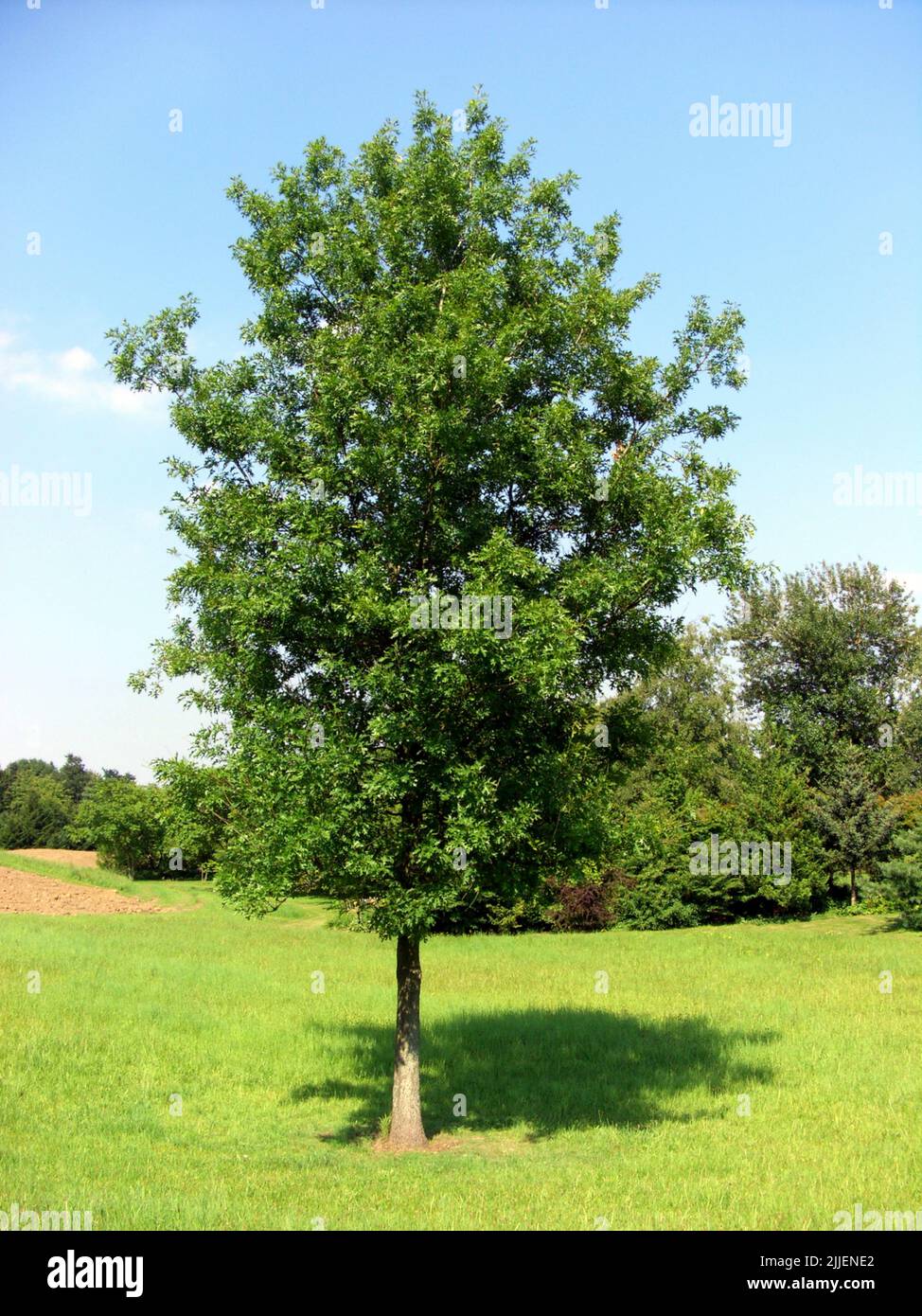 Pin oak, Swamp Spanish oak (Quercus palustris), single tree in a park, Germany Stock Photo