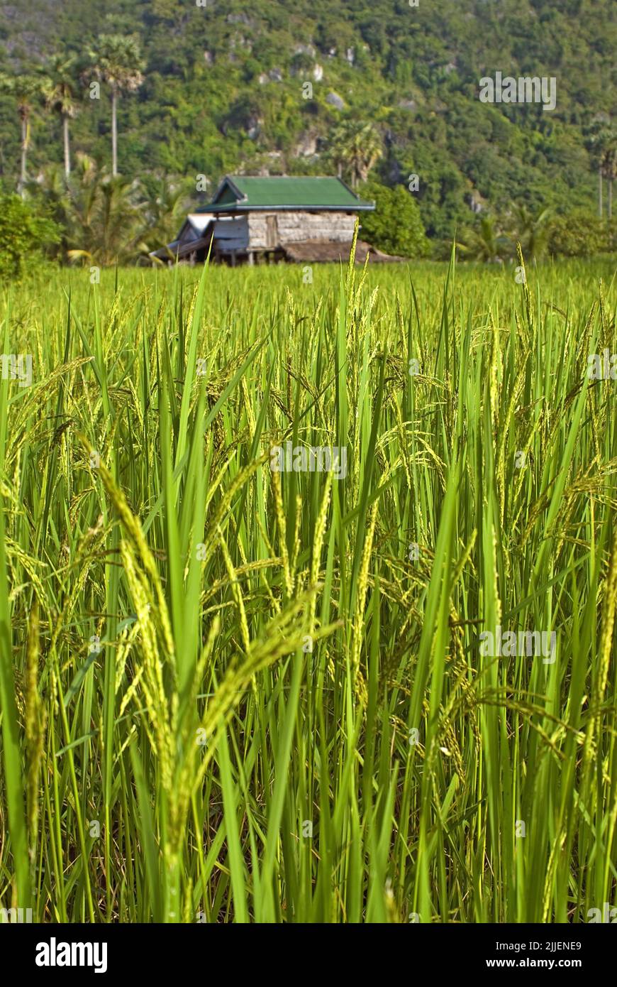 old wooden hut in the middle of a bright green rice field, Cambodia Stock Photo