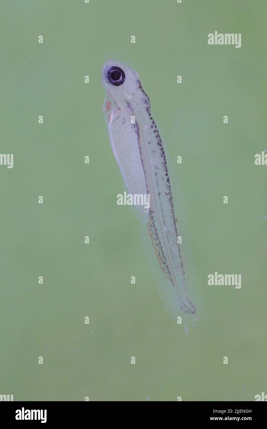 minnow, Eurasian minnow (Phoxinus phoxinus), larva eight days after egg deposition at water temperature of 21 degree Celsius, Germany Stock Photo