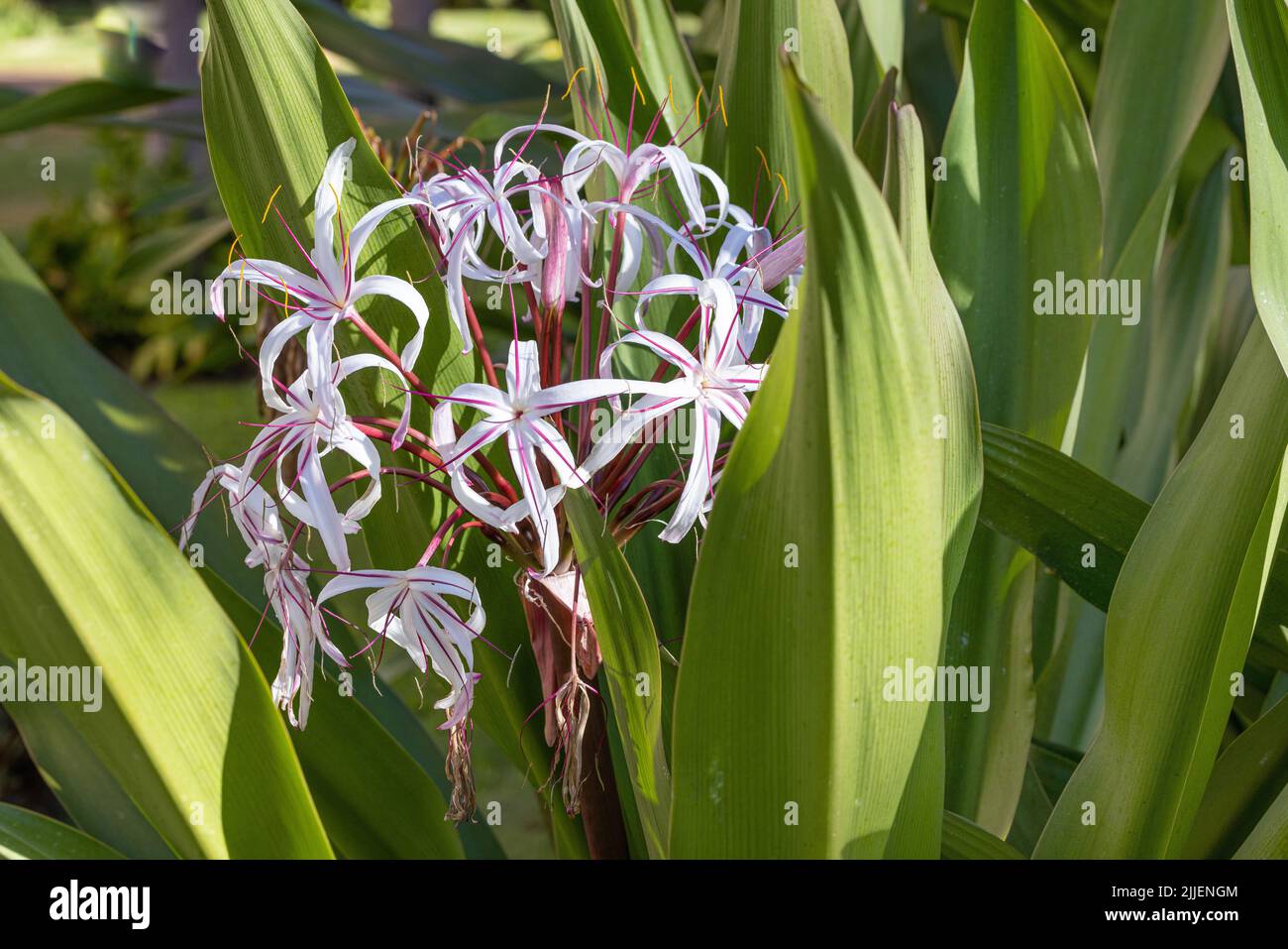 poisonbulb, crinum lily (Crinum asiaticum), blooming, USA, Hawaii, Maui Stock Photo
