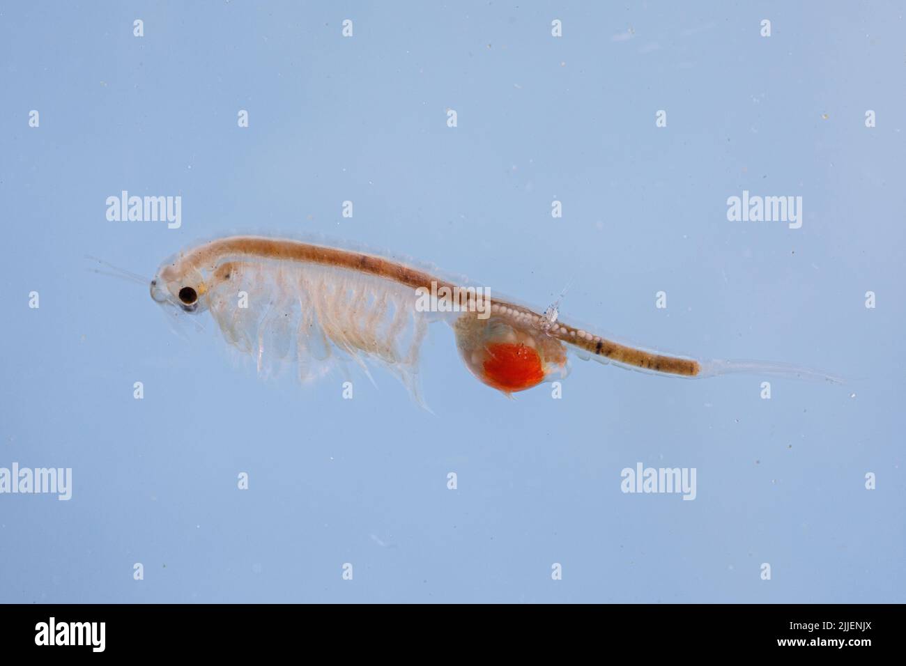 fairy shrimp (Tanymastix stagnalis), female , Germany, Bavaria Stock Photo