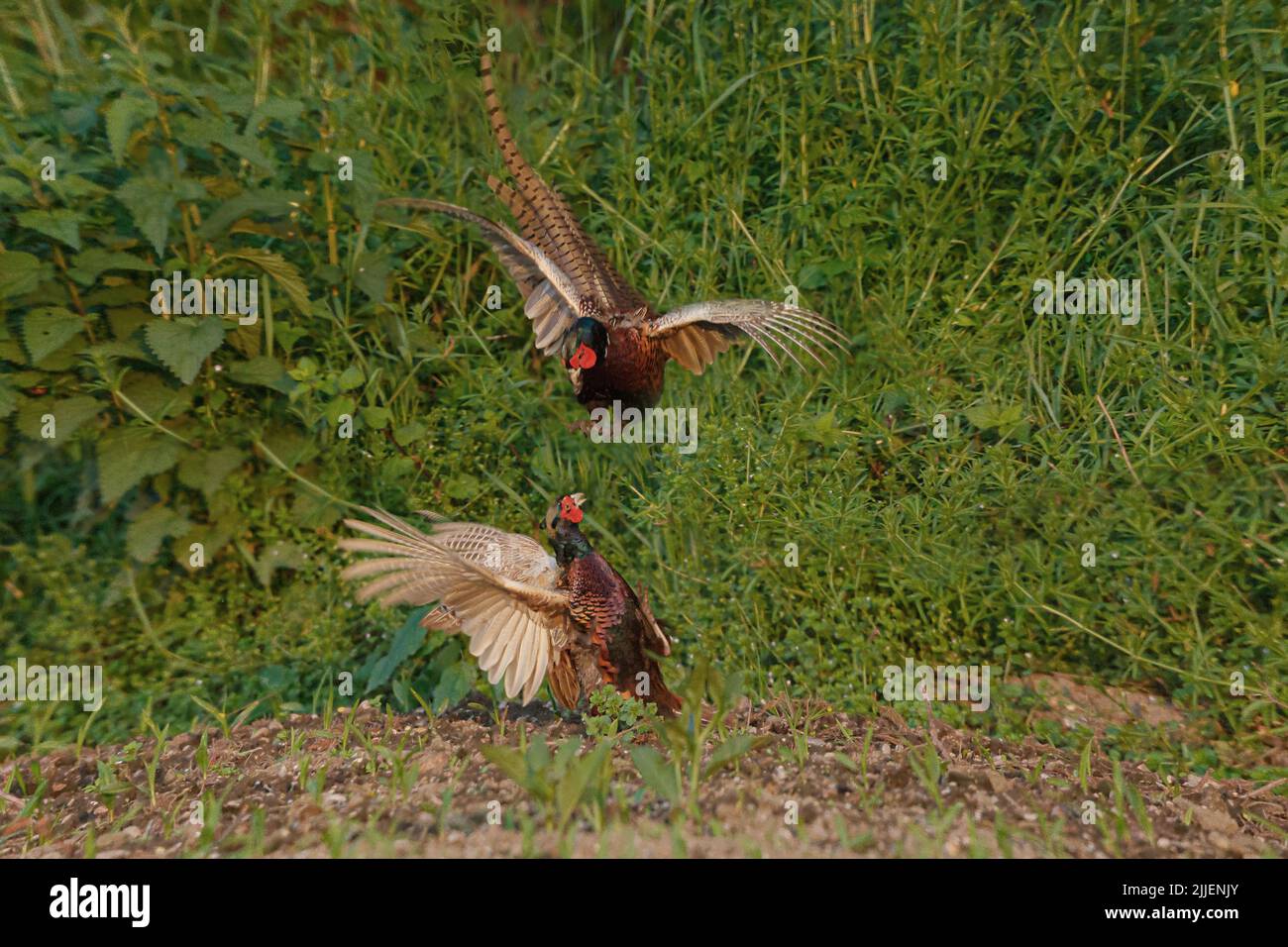 Common pheasant, Caucasus Pheasant, Caucasian Pheasant (Phasianus colchicus), fighting males, Germany, Bavaria, Erdinger Moos Stock Photo