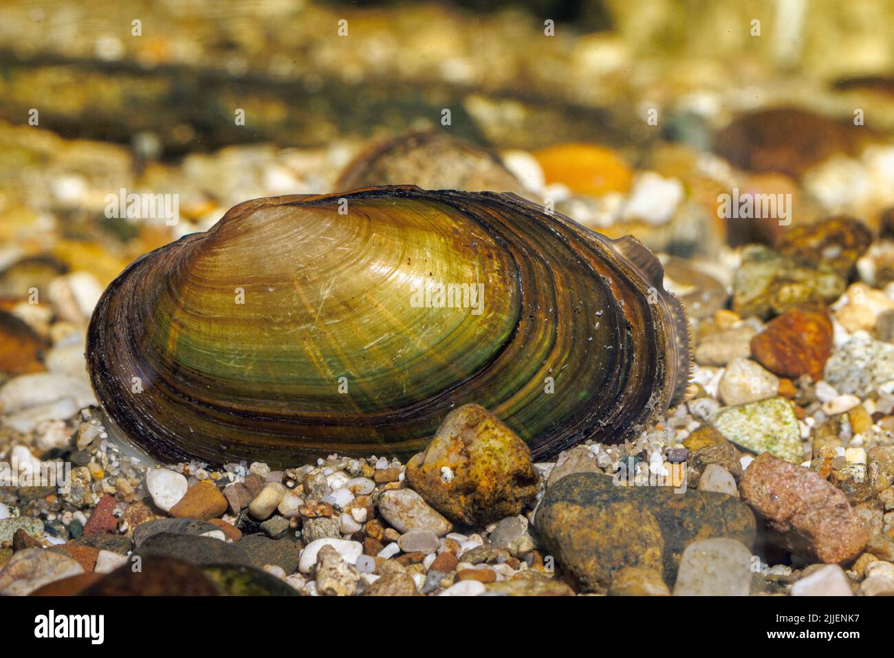 Common river mussel, Common Central European river mussel (Unio crassus), with clearly visible cloak and siphon, Germany Stock Photo