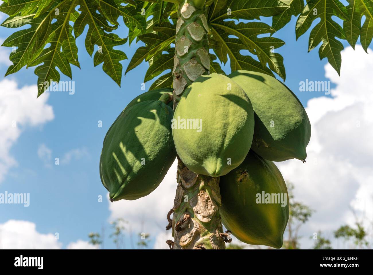 papaya, papaw, paw paw, mamao, tree melon (Carica papaya), fruits on a tree, Thailand Stock Photo