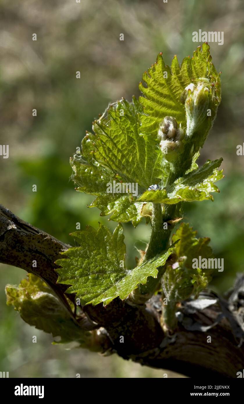 grape-vine, vine (Vitis vinifera), young vine leafs, Germany Stock Photo