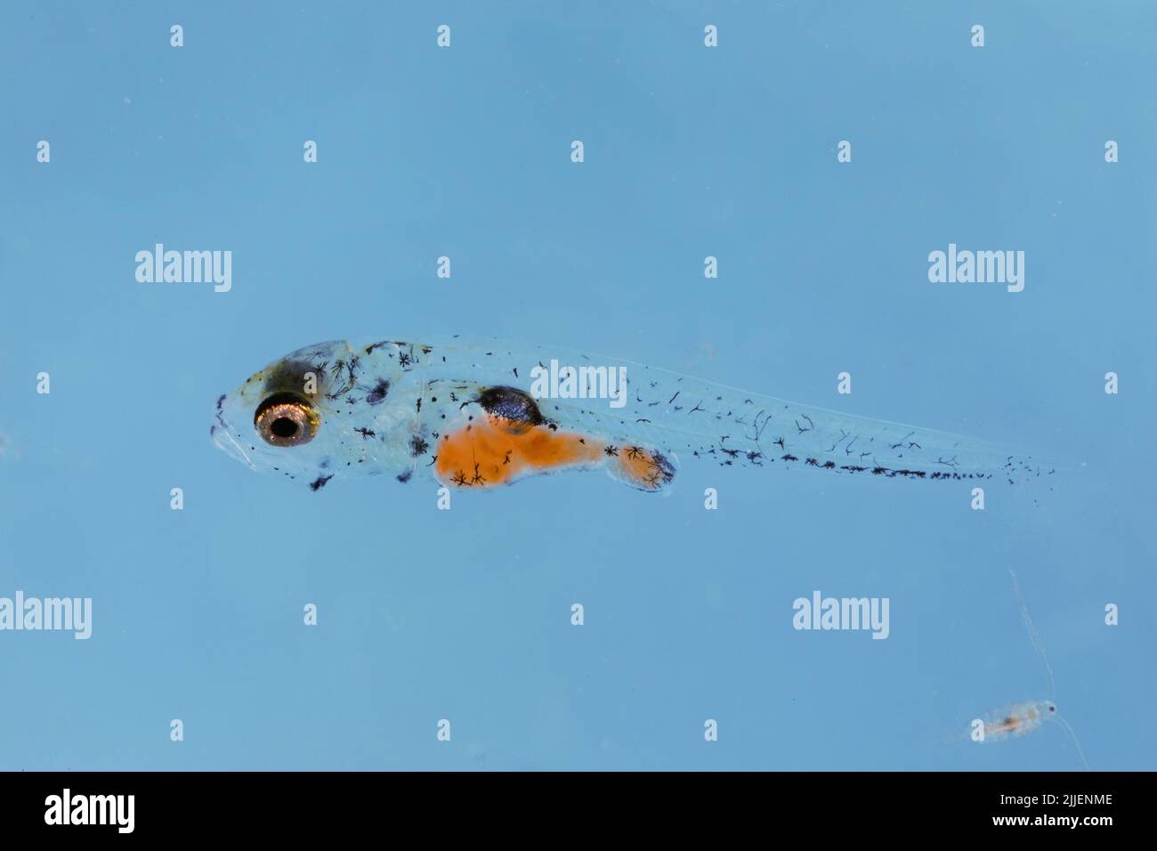 pike-perch, zander (Stizostedion lucioperca, Sander lucioperca), larva three weeks after egg deposition at water temperature of 21 degree Celsius , Stock Photo