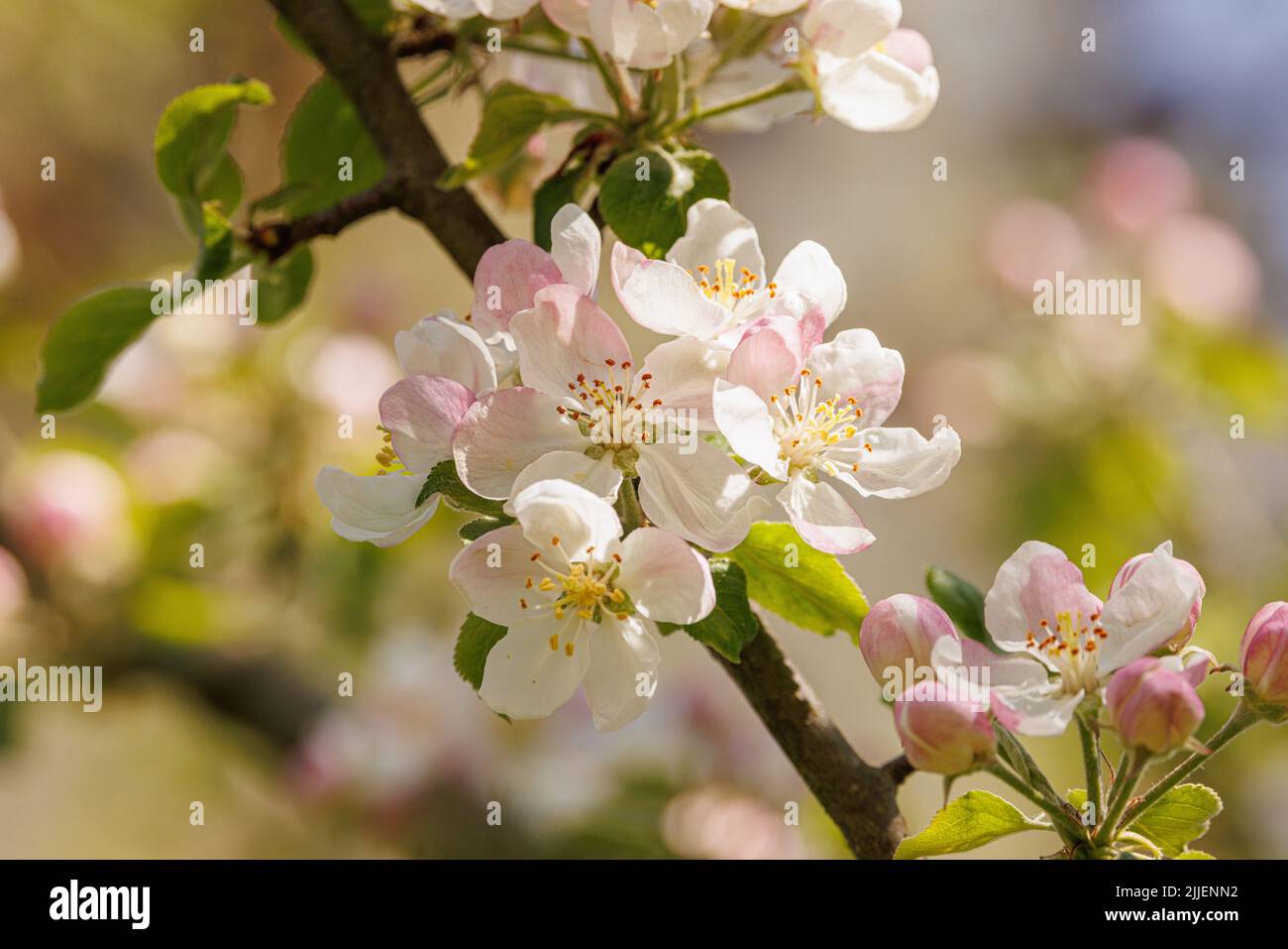 apple tree (Malus domestica), flowers, late ripening cultivar, Germany, Bavaria Stock Photo