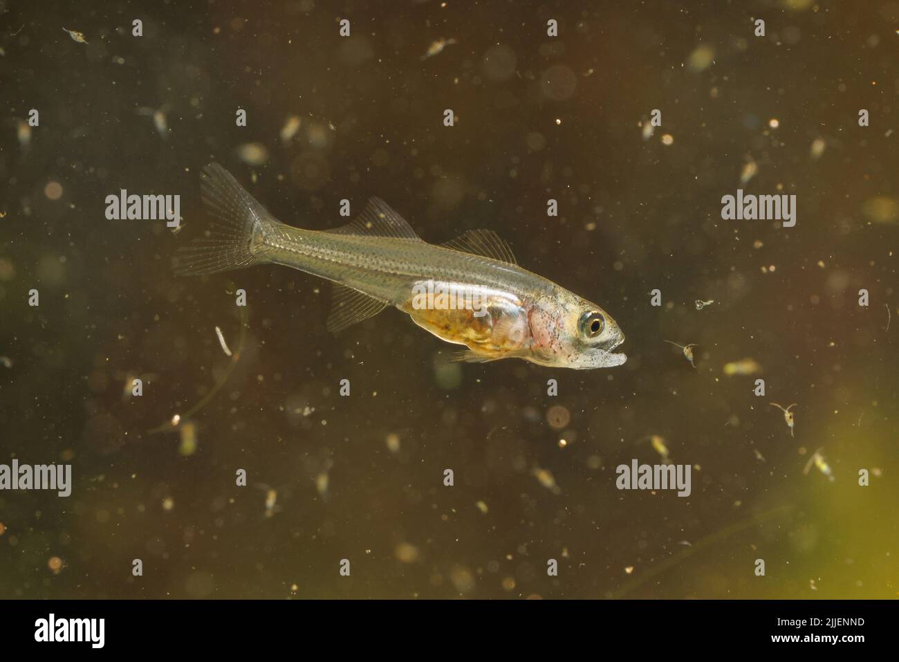 sauger (Stizostedion canadense), hunts cyclops 40 days after eggdeposition at a water temperature of 21 degree Celsius Stock Photo