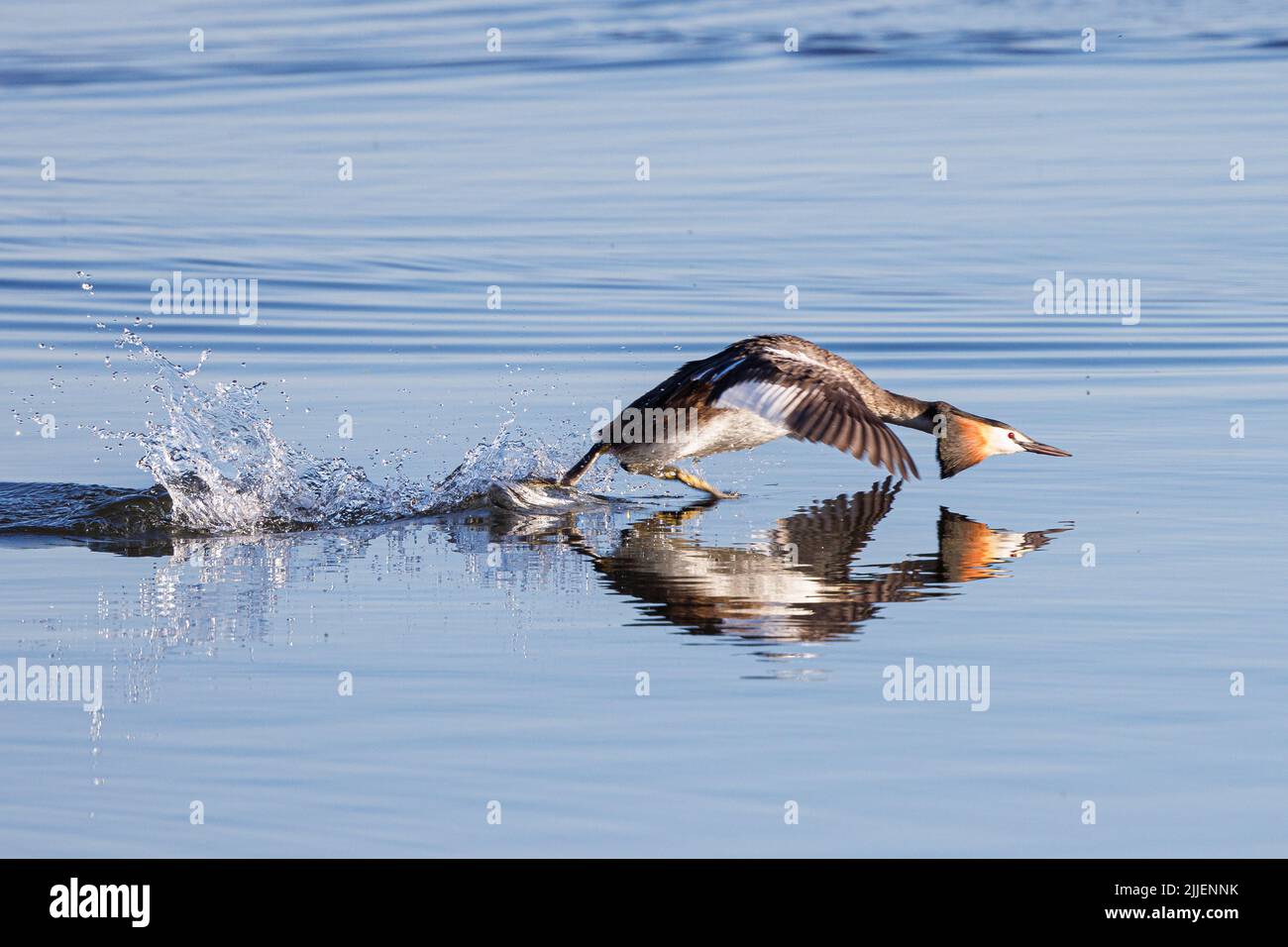 great crested grebe (Podiceps cristatus), attacks rival, with mirror image, Germany, Bavaria Stock Photo