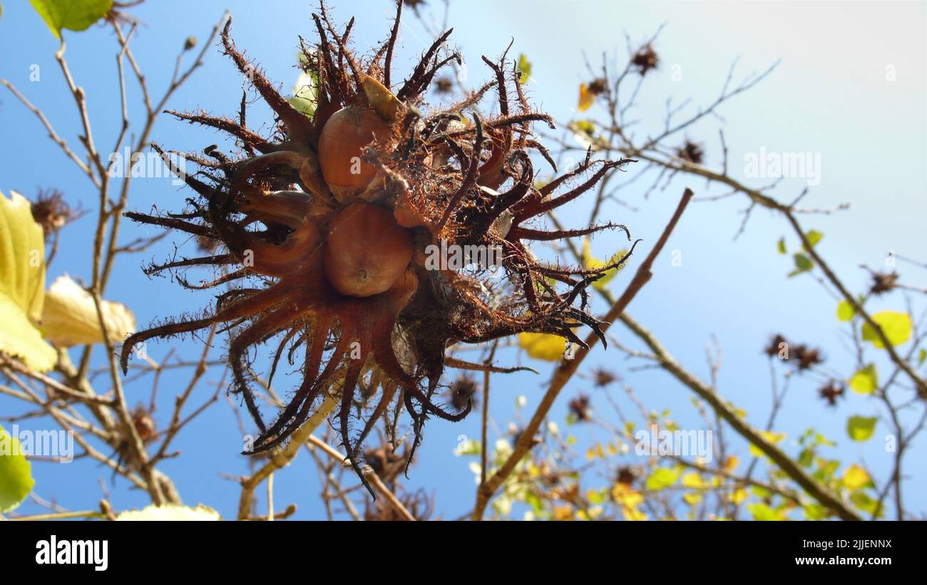 turkish hazel (Corylus colurna), mature fruits on a tree Stock Photo