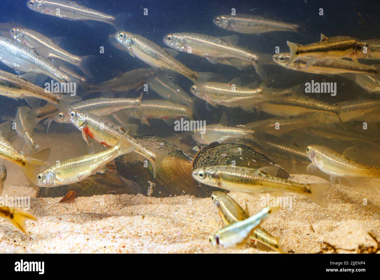 minnow, Eurasian minnow (Phoxinus phoxinus), school with river mussel, host for the mussel larvae, Germany Stock Photo