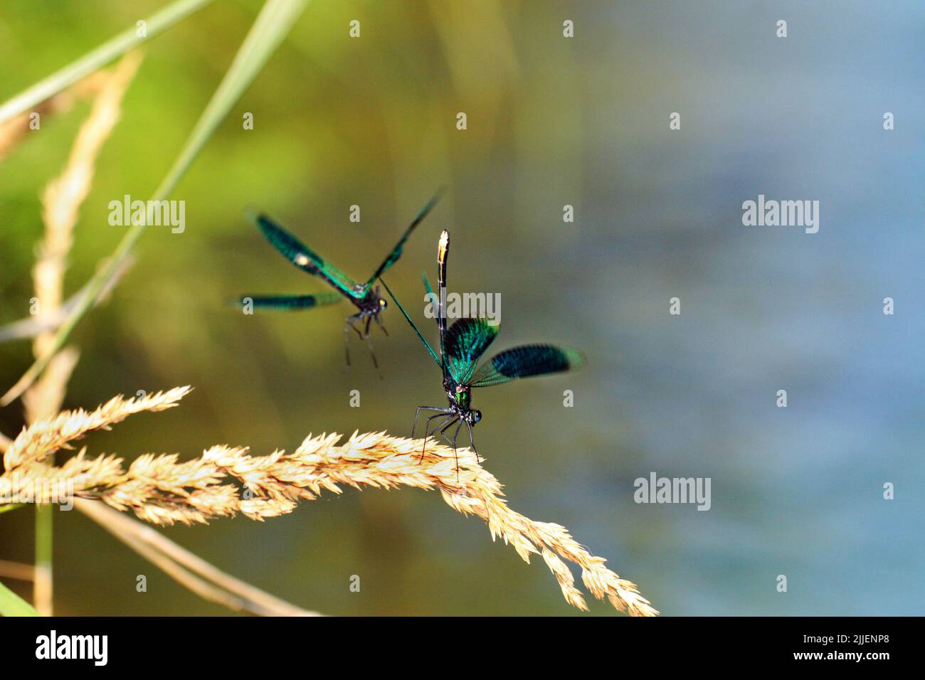 banded blackwings, banded agrion, banded demoiselle (Calopteryx splendens, Agrion splendens), rivalling males, Germany, Bavaria Stock Photo