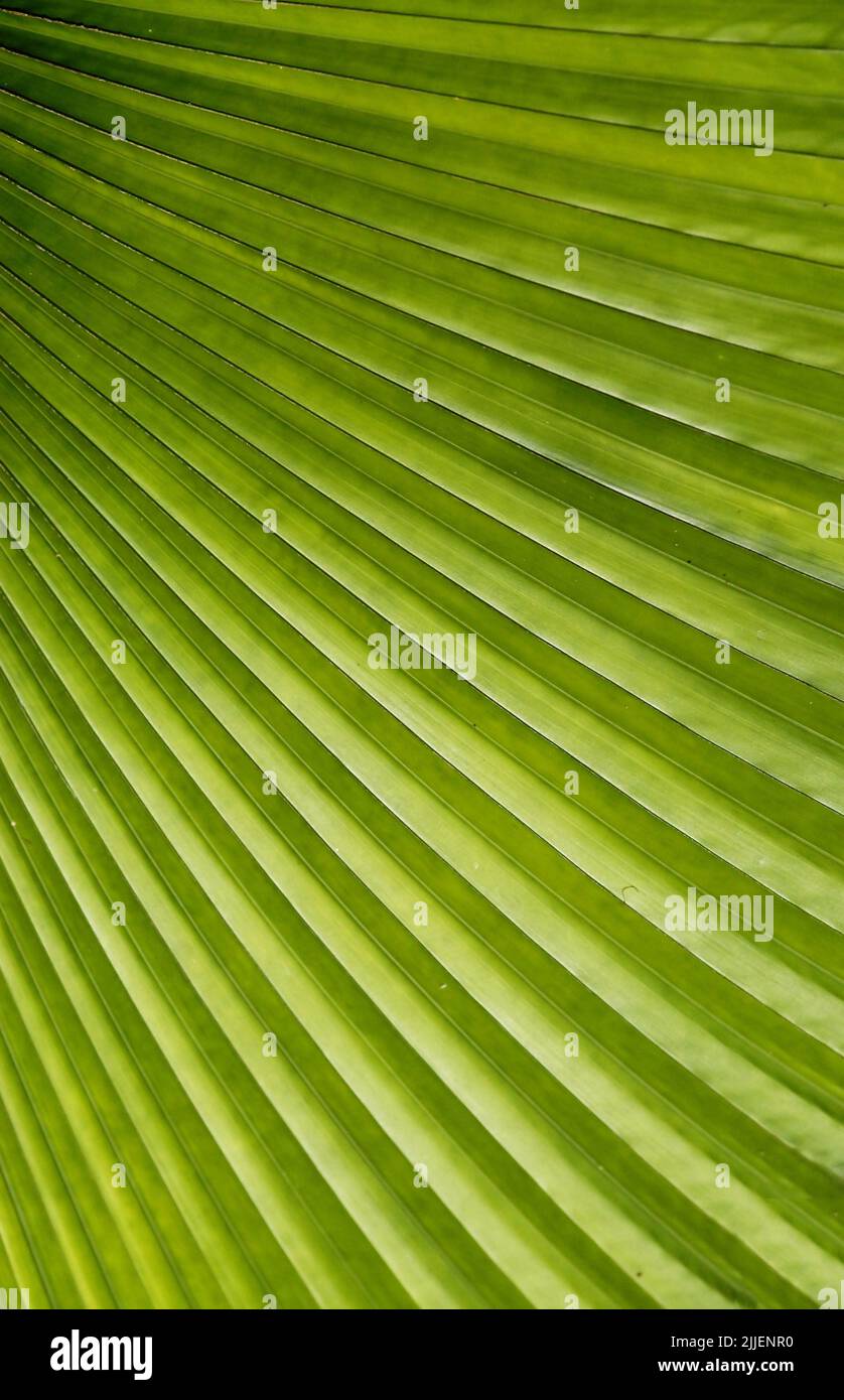 Palm leaf structure Stock Photo