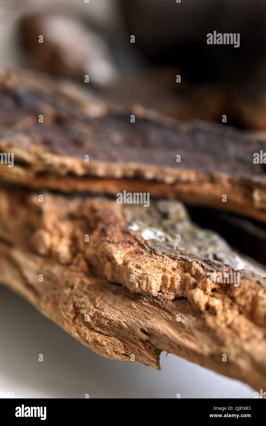 Wooden slices with bark. Piece of natural tree. Large wood slices