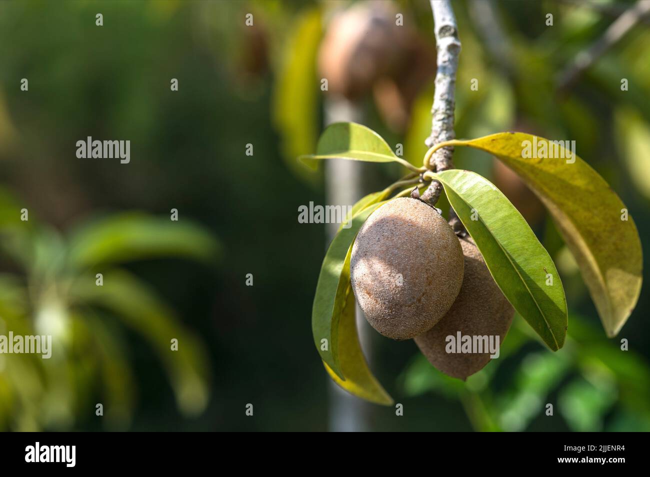 Marmelade Plum (Manilkara zapota, Achras zapota), fruits and leaves on a twig, Thailand Stock Photo