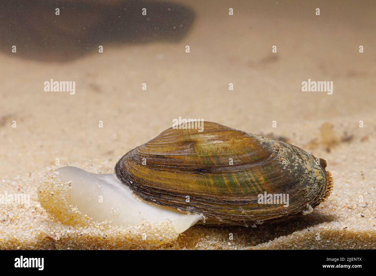 Common river mussel, Common Central European river mussel (Unio crassus), creeps over sandy bottom with visible foot, Germany Stock Photo