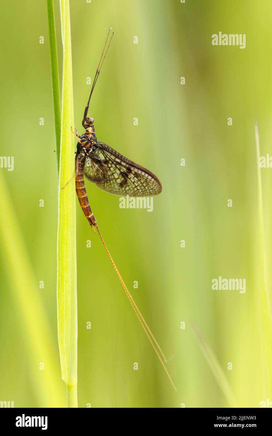 Common mayfly (Ephemera vulgata), imago, Germany, Bavaria, Erdinger Moos Stock Photo