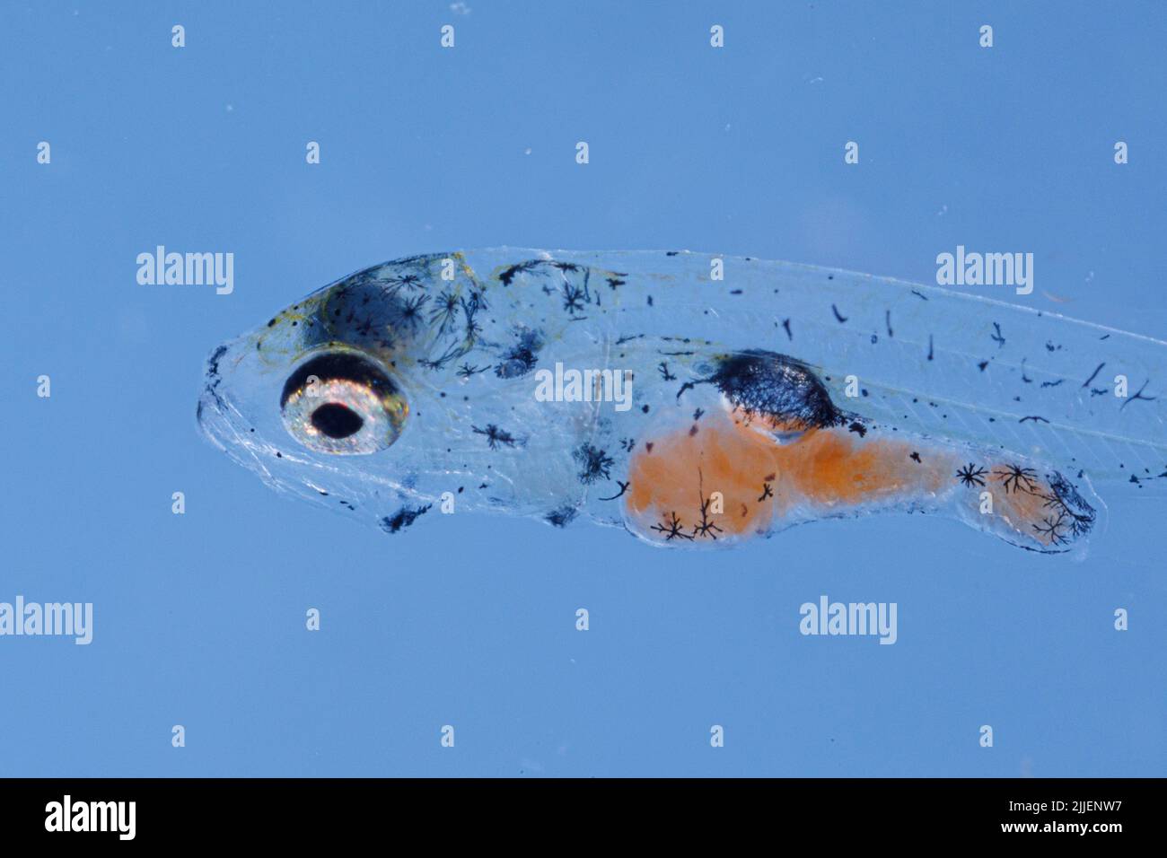 pike-perch, zander (Stizostedion lucioperca, Sander lucioperca), larva three weeks after egg deposition at water temperature of 21 degree Celsius , Ge Stock Photo