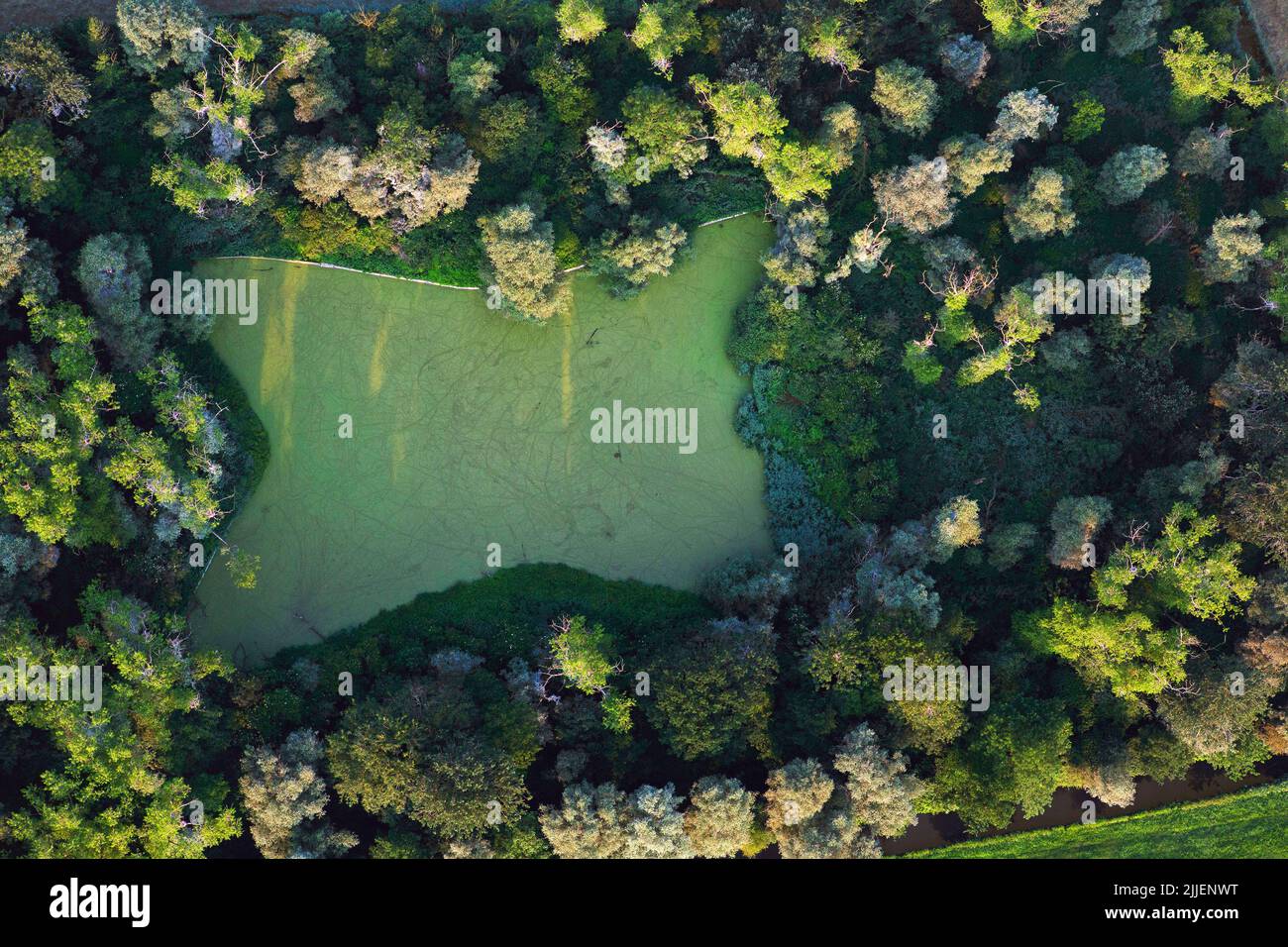 wooded pond, aerial view, Belgium, Flanders, Diksmuide Stock Photo