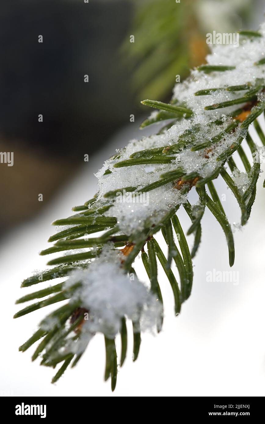Norway spruce (Picea abies), spruce twig with snow, Switzerland Stock Photo