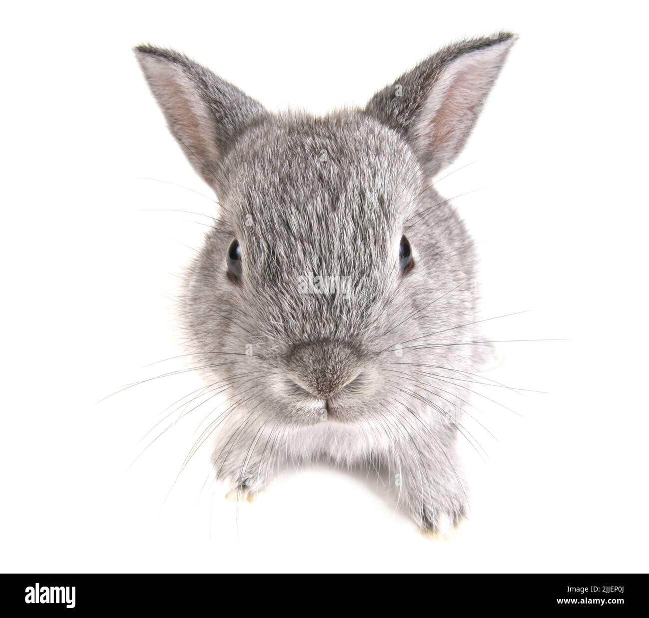 domestic rabbit (Oryctolagus cuniculus f. domestica), fisheye photo, cutout, Germany Stock Photo
