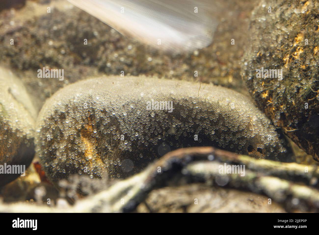 pike-perch, zander (Stizostedion lucioperca, Sander lucioperca), area-covering eggs on a large pebble, 5 days after oviposition, Germany Stock Photo