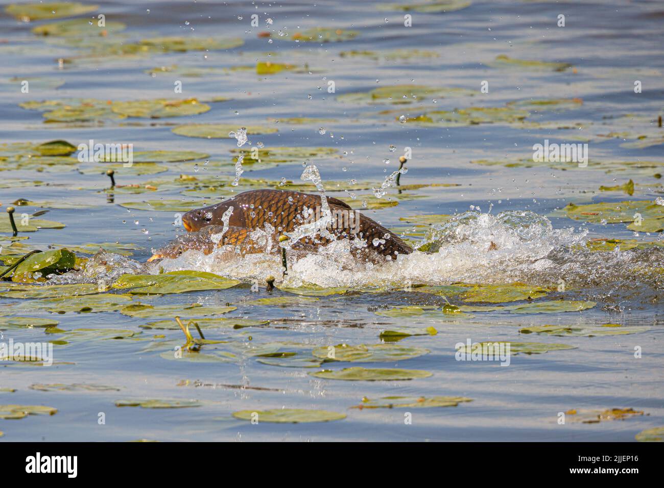 carp, common carp, European carp (Cyprinus carpio), spawning in a water lily pond, Germany, Bavaria Stock Photo