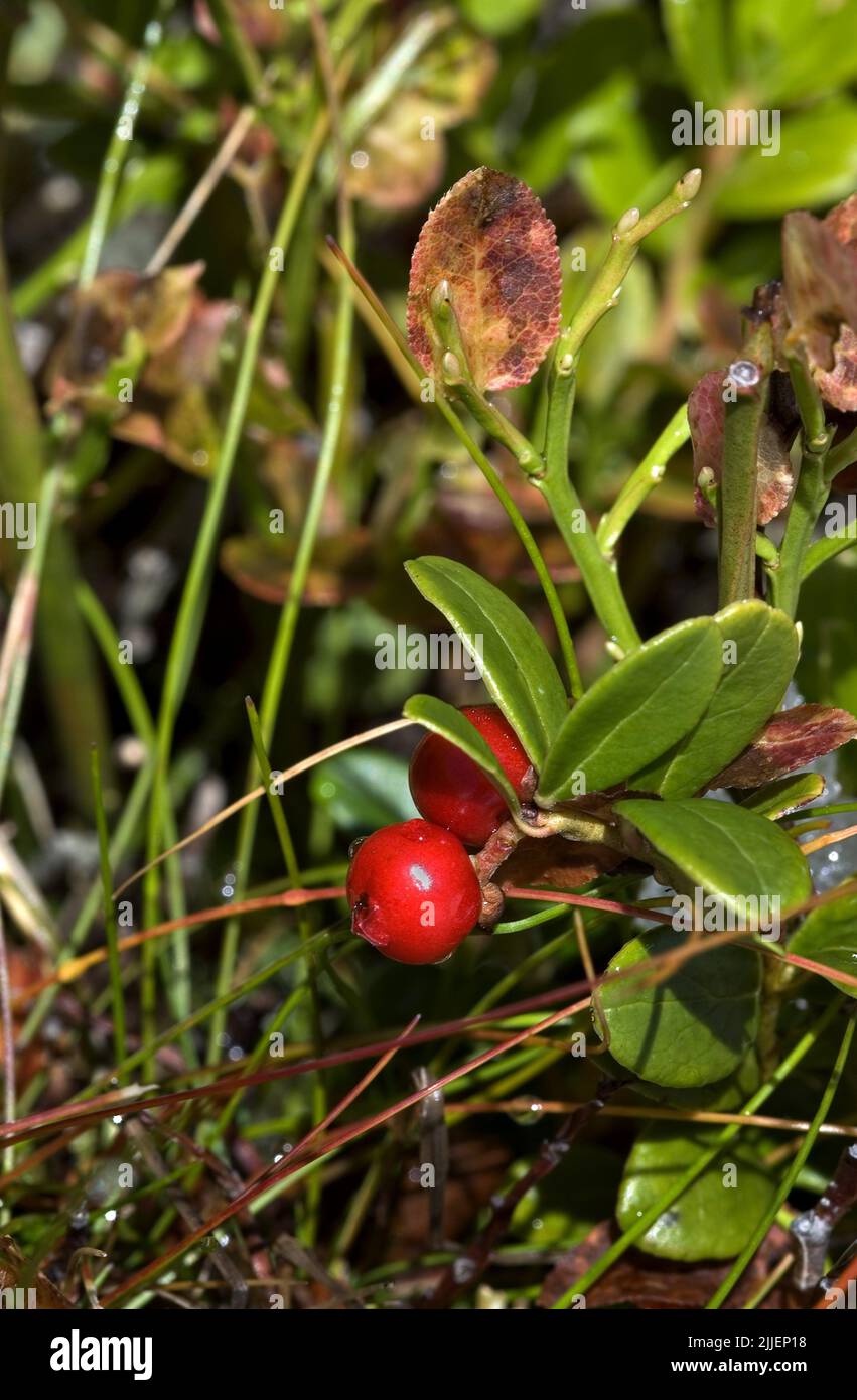 cowberry, foxberry, lingonberry, mountain cranberry (Vaccinium vitis-idaea), twig with fruit, Switzerland Stock Photo