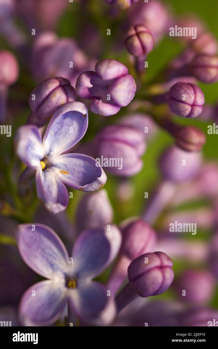 common lilac (Syringa vulgaris), flowers, close up Stock Photo