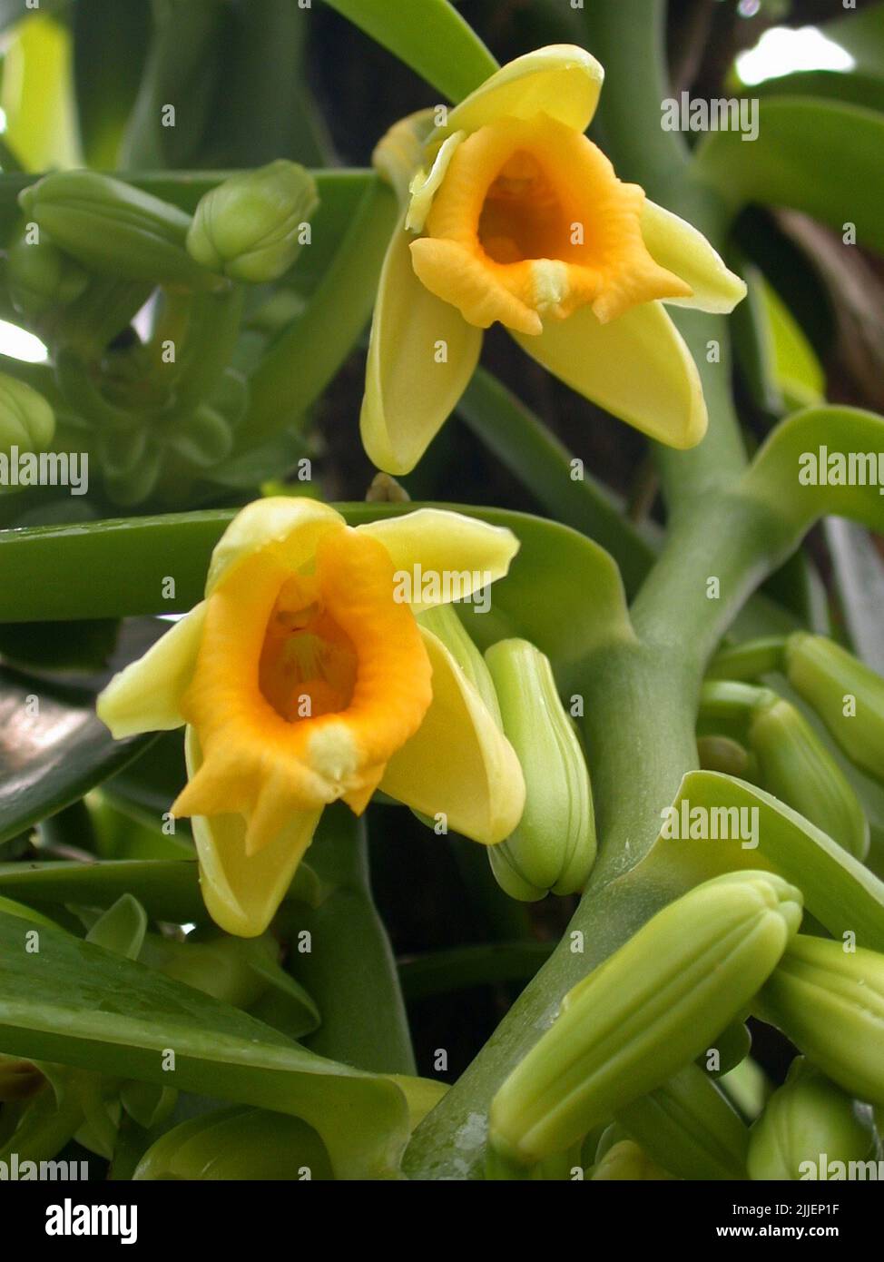 vanilla (Vanilla planifolia), flowers Stock Photo