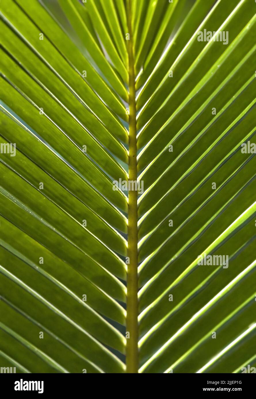 bright green palm tree leaf Stock Photo