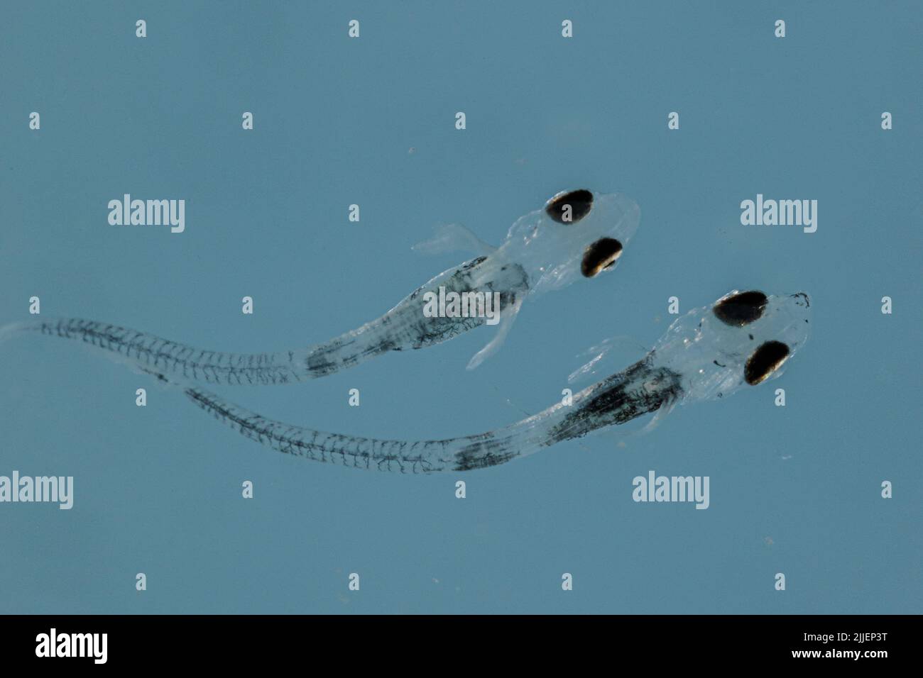 sauger (Stizostedion canadense), larvae 12 days after eggdeposition at a water temperature of 21 degree Celsius Stock Photo