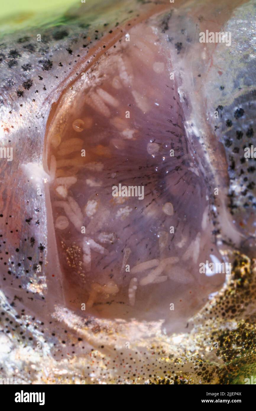 Common river mussel, Common Central European river mussel (Unio crassus