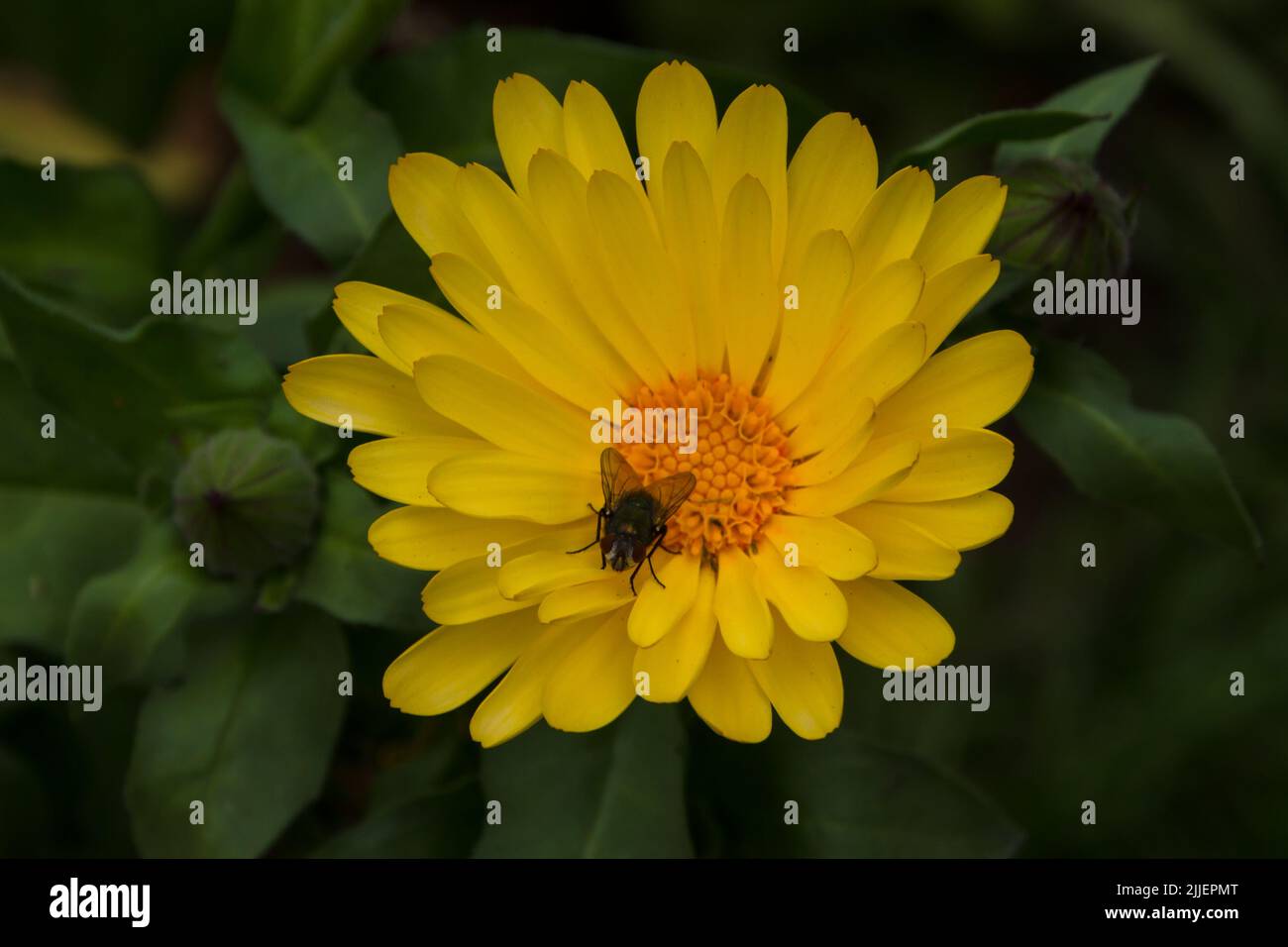 A Look at life in New Zealand my organic, edible garden. Edible