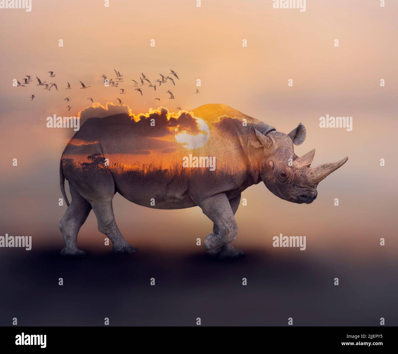 Double Exposure Effect of Rhinoceros at Sunset Stock Photo