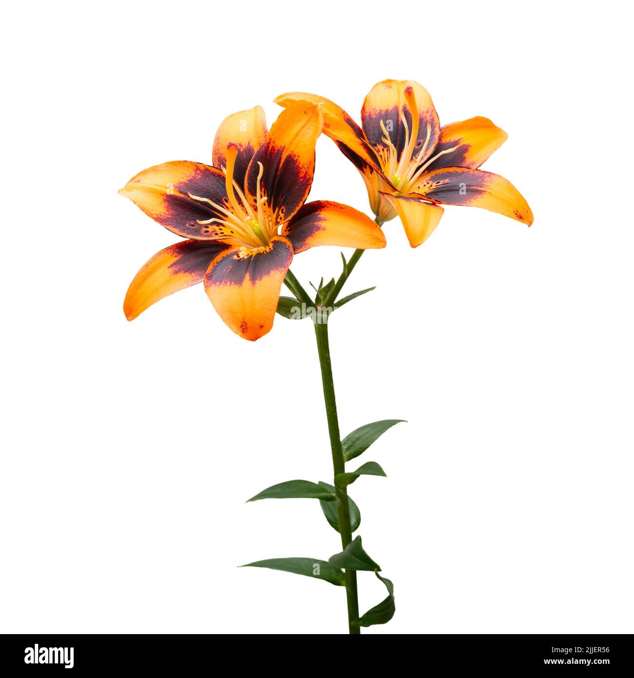 Orange Lily Flowers Isolated on White Background Stock Photo