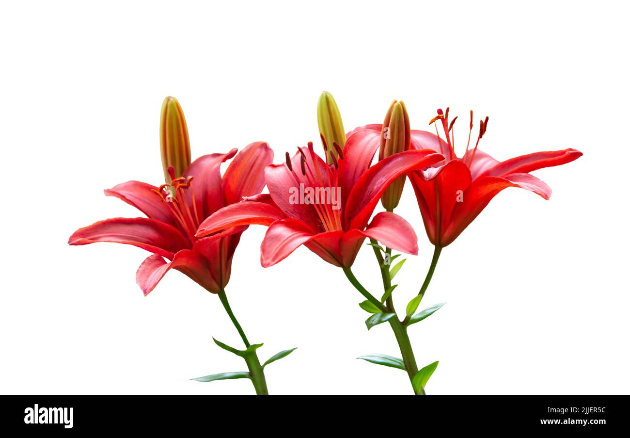 Red Lily Flowers Isolated on White Background Stock Photo