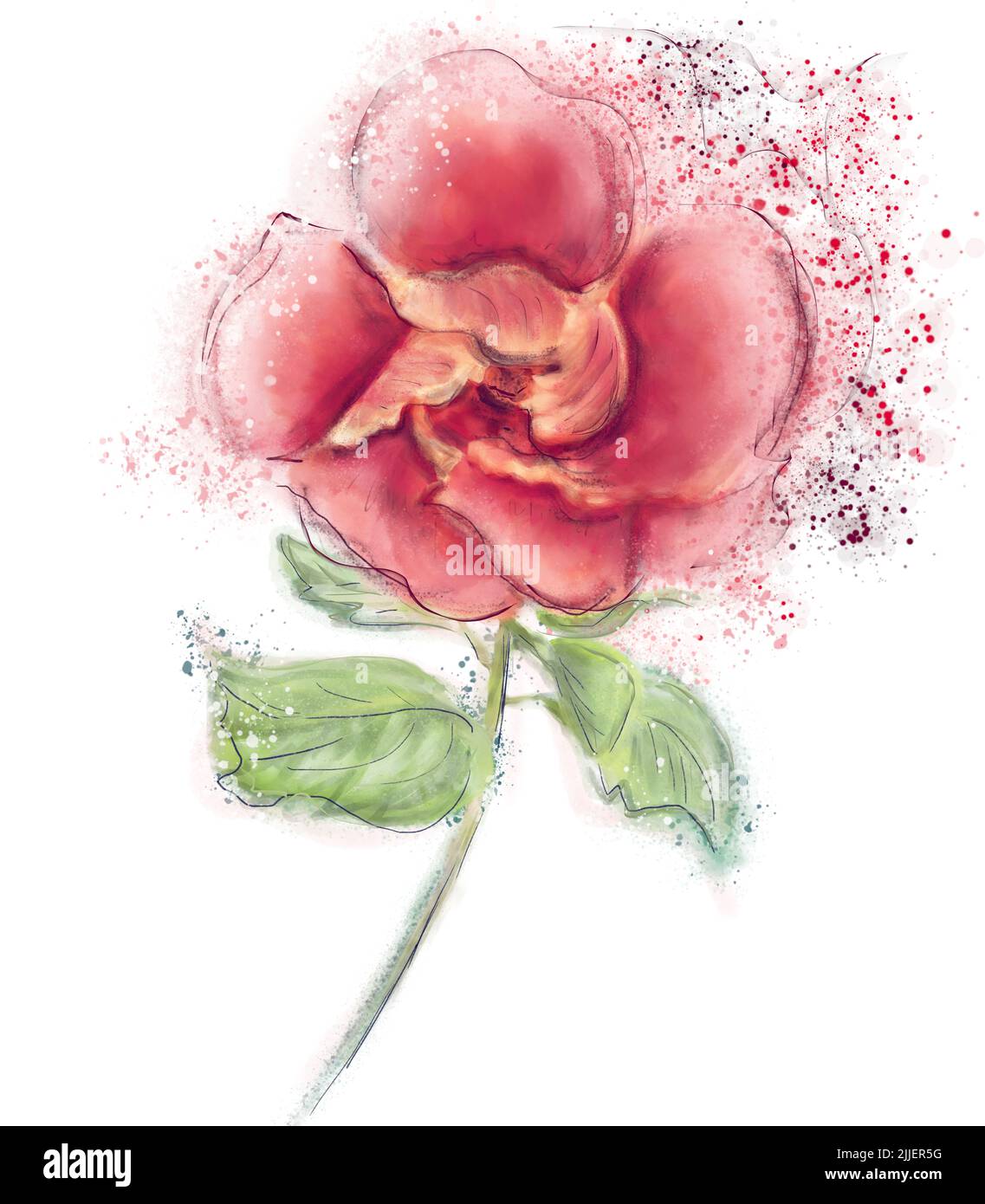 Red Hibiscus Flower Watercolor on White Background Stock Photo